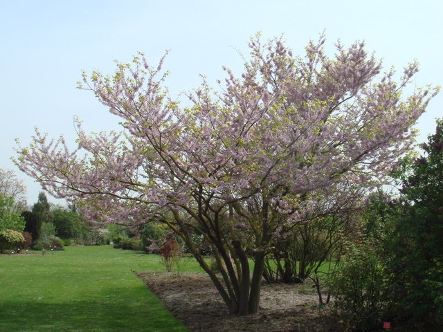 Cercis chinensis printemps P1B P6